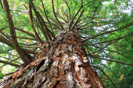 Grosser Baum