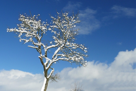 Baum im Winter