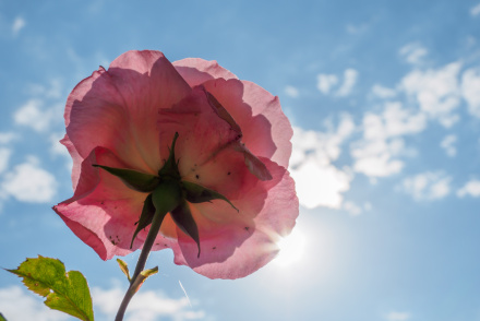 Rose vor bluem Himmel, Lothar Reisinger