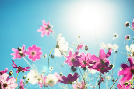 Canva-summer flowers