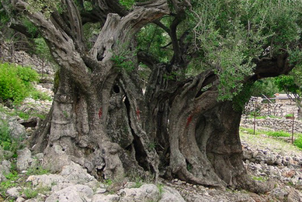 olivenbaum
