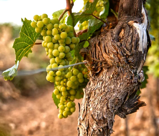 WEINSTOCK (Foto: Foto von <a href="https://unsplash.com/de/@mokngr?utm_source=unsplash&utm_medium=referral&utm_conten) WEINSTOCK (Foto: Foto von <a href="https://unsplash.com/de/@mokngr?utm_source=unsplash&utm_medium=referral&utm_conten)