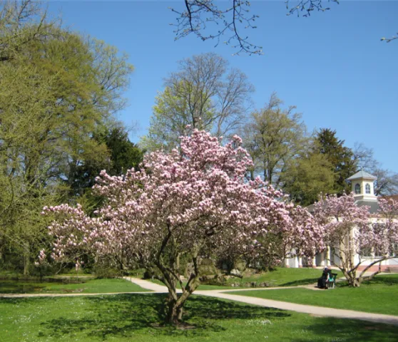 sarasinpark1 sarasinpark1